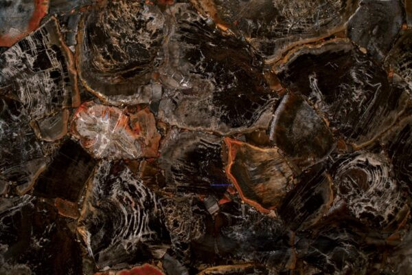 Round Petrified Wood Black Precious Stone
