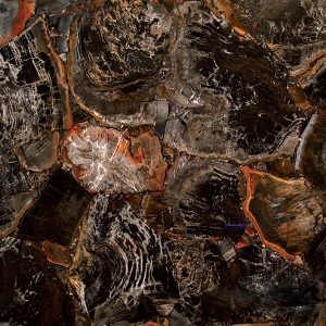 Round Petrified Wood Black Precious Stone