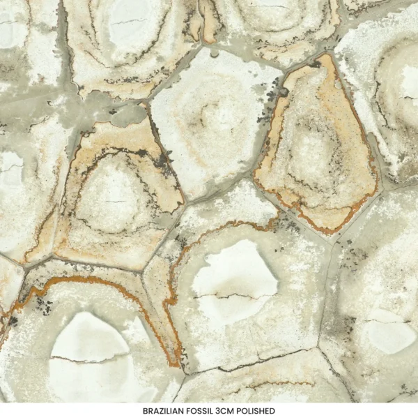 Brazilian Fossil quartzite