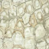 Brazilian Fossil quartzite